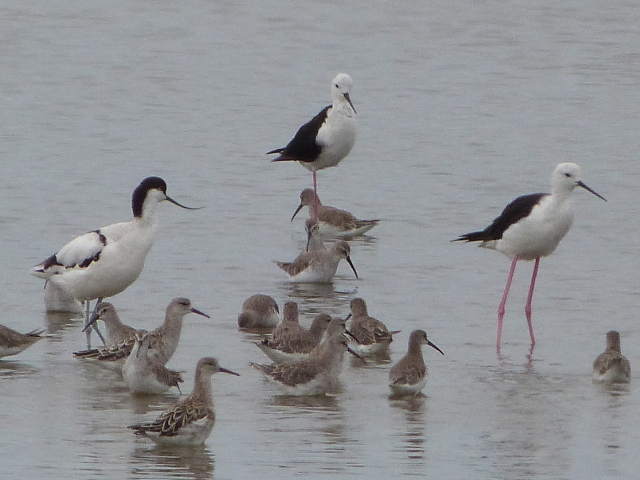 Avocet-Stilt