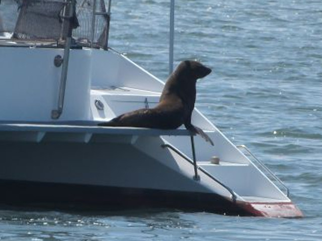 Seal