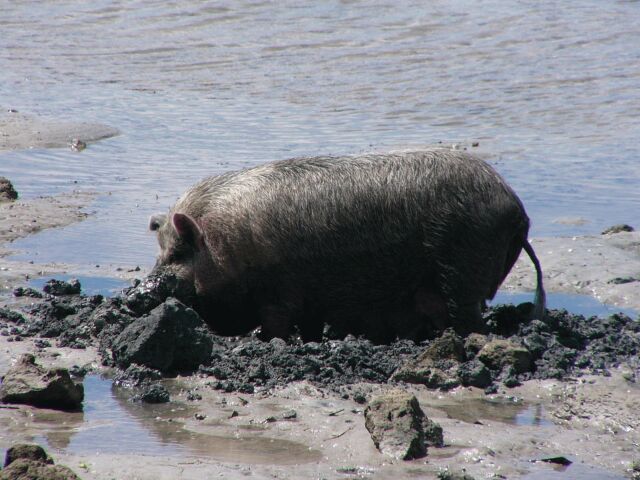 Pig Beach