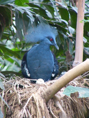 Common Crowned Pigeon