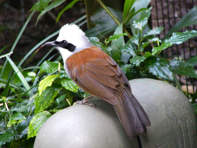 White-Crested Laughing Thrush