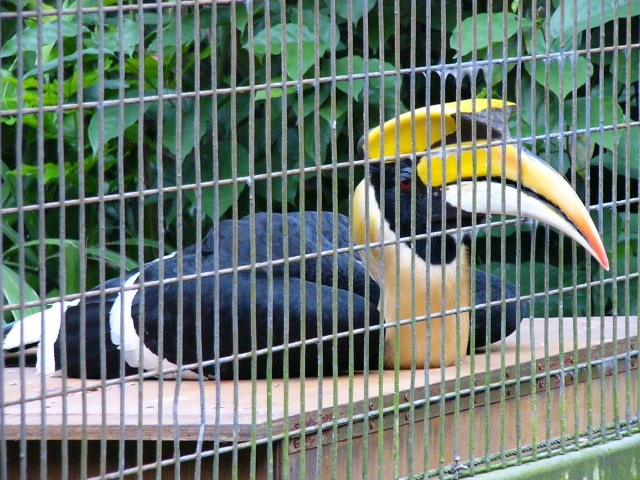 Yellow-Crowned Hornbill