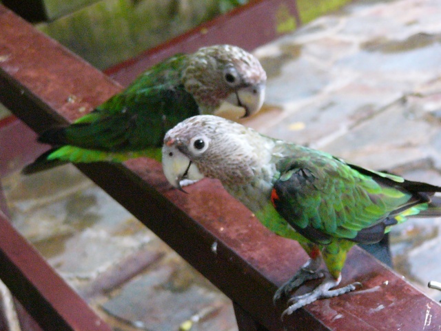 baby parrots