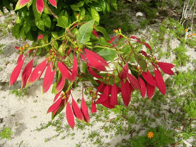 Poinsettia