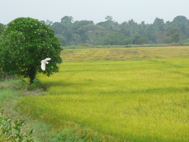 rice-field