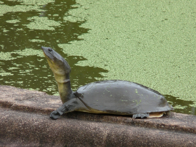 turtle