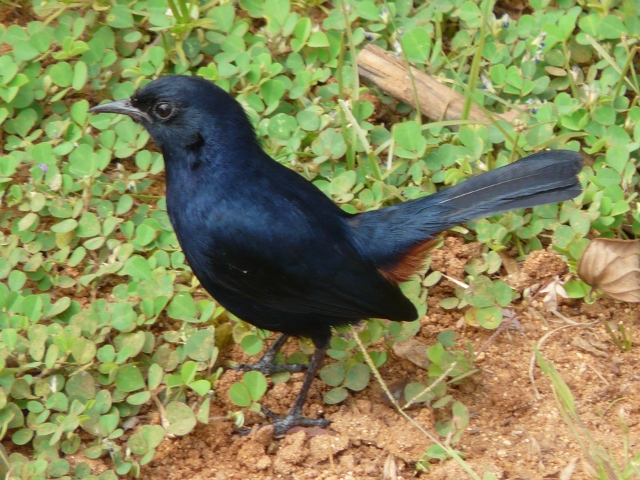 Black-Robin