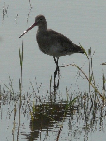 Black-tailed-Godwit