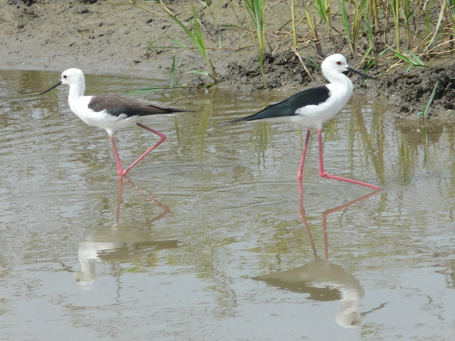 Black-winged-Stilts