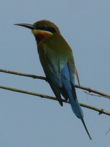 Blue-tailed-Bee-eater