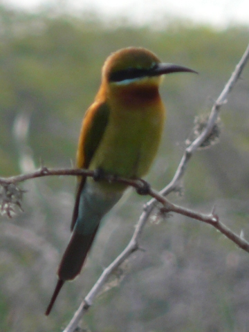 Chestnut-headed-Bee-eater