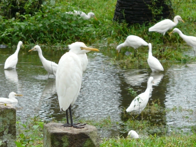 Egrets