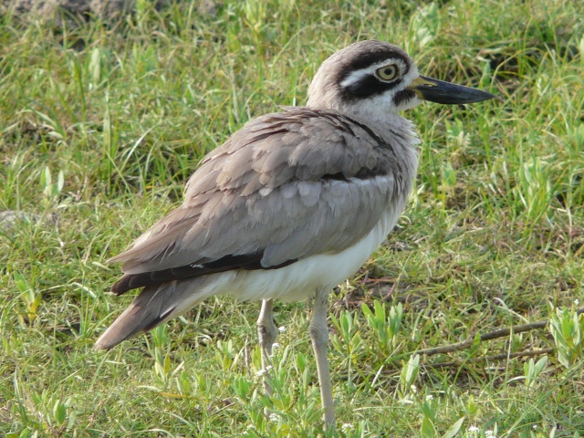 Great-Thick-knee