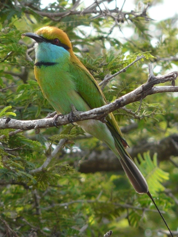 Green-Bee-eater