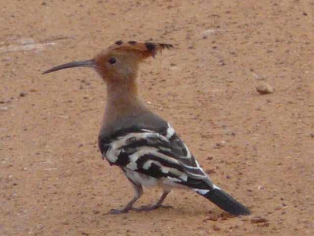 Hoopoe