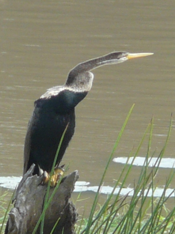 Indian-Darter