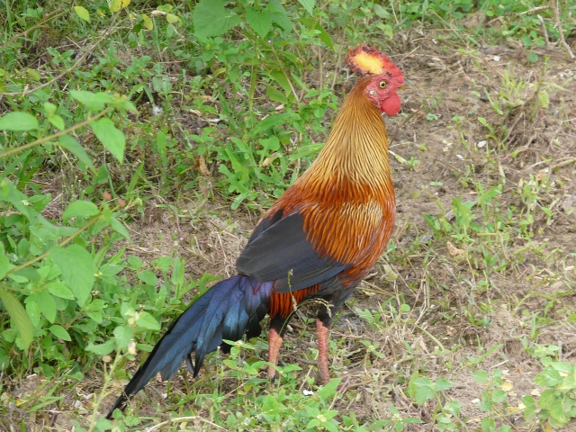 Jungle-Fowl