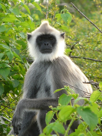 Langur