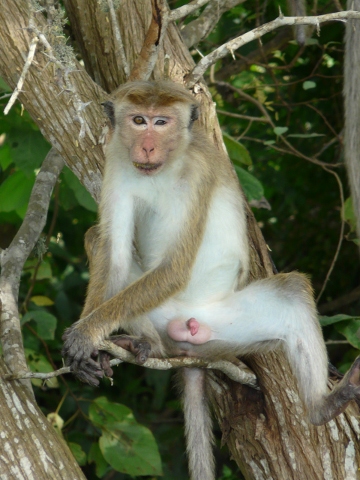 Macaque