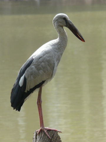 Open-billed-Stork