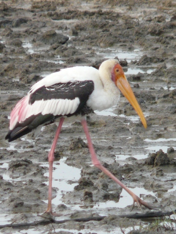 Painted-Stork-2