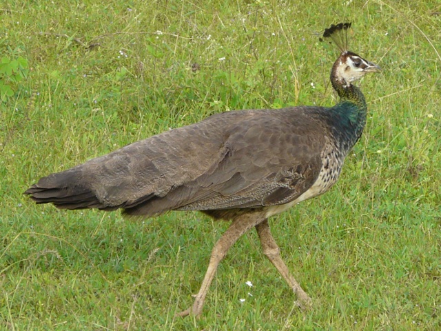 Peahen