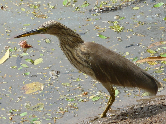 Pond-Heron