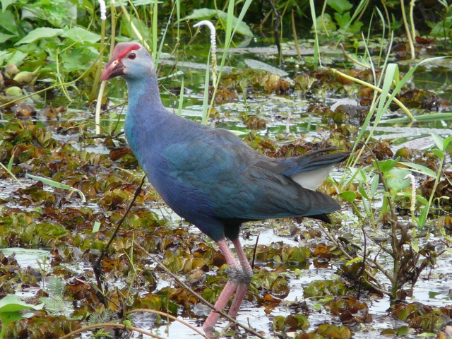 Purple-Swamphen