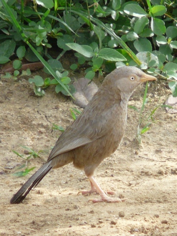 Yellow-billed-Babbler