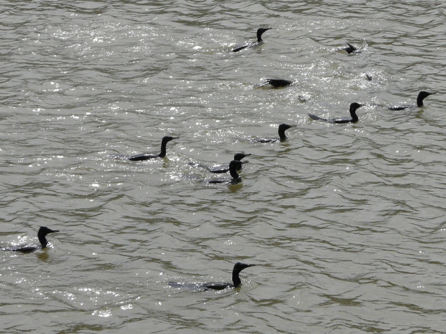 cormorants