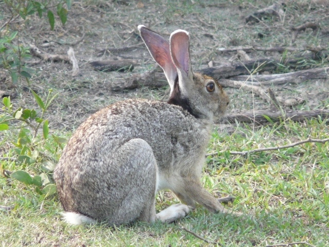 rabbit