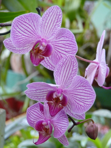 orchid