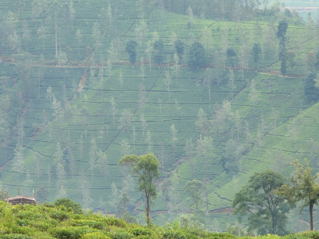 trees-and-tea