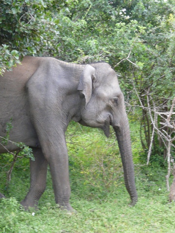 Elephant