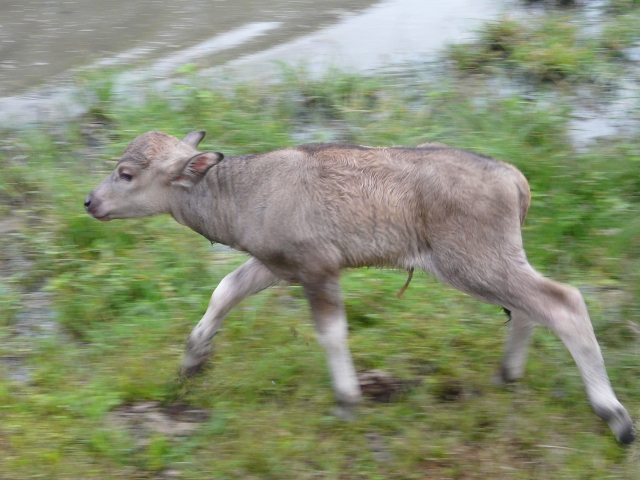 baby-buffalo