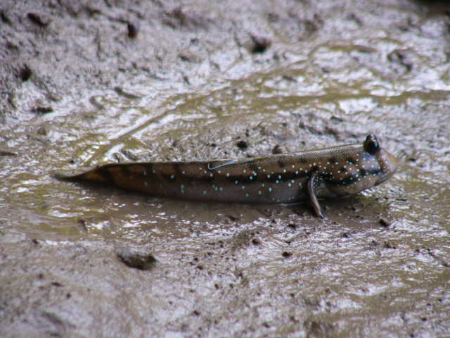 mudskipper