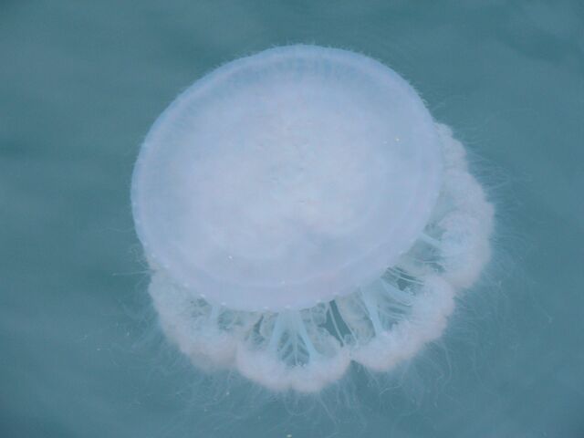 Jellyfish