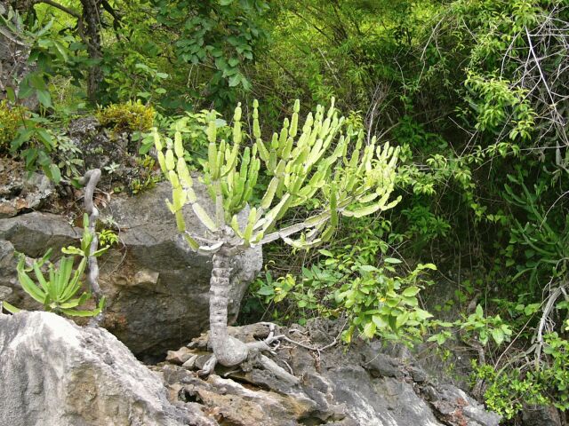 Cactus