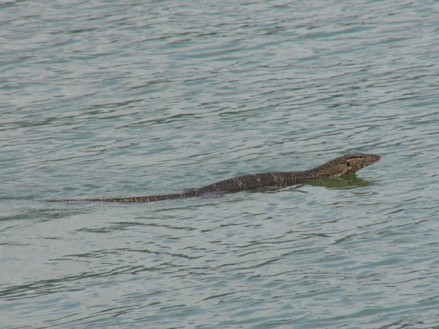 Water Monitor Swimming