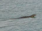 Water Monitor Swimming (132 KB)