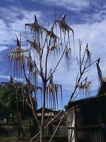 Octopus drying 1