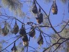 Flying Foxes (80 KB)