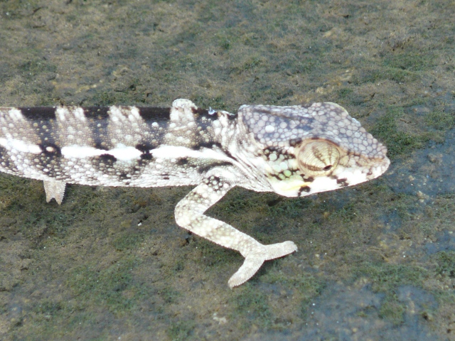 Black-White Chameleon