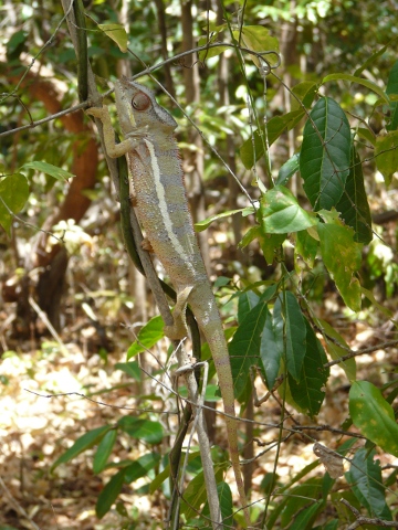 Panther Chameleon (116 KB)