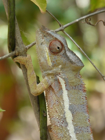 Panther Chameleon (116 KB)