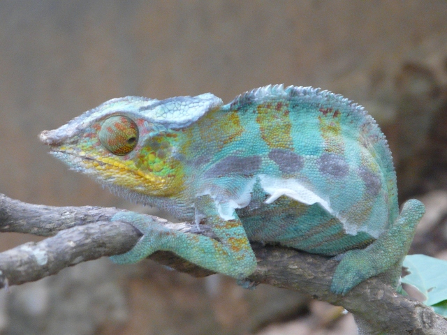 female chameleon