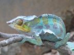 Female Chameleon (195 KB)